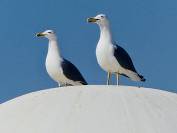 Seagull perching on a wall