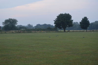 Cows grazing on field against sky