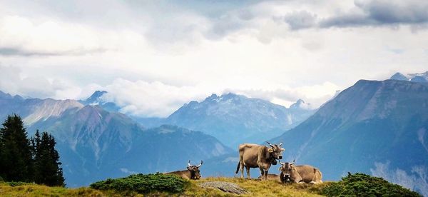 Panoramic view of cows on mountain against sky