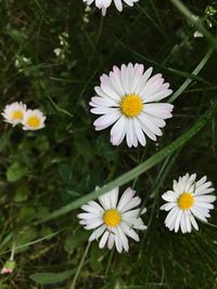 Close-up of daisies blooming outdoors