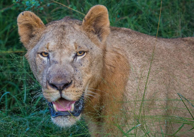 Portrait of a lion