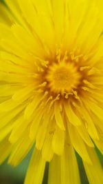 Close-up of yellow flower blooming outdoors