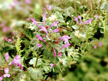 Close-up of pink flowers