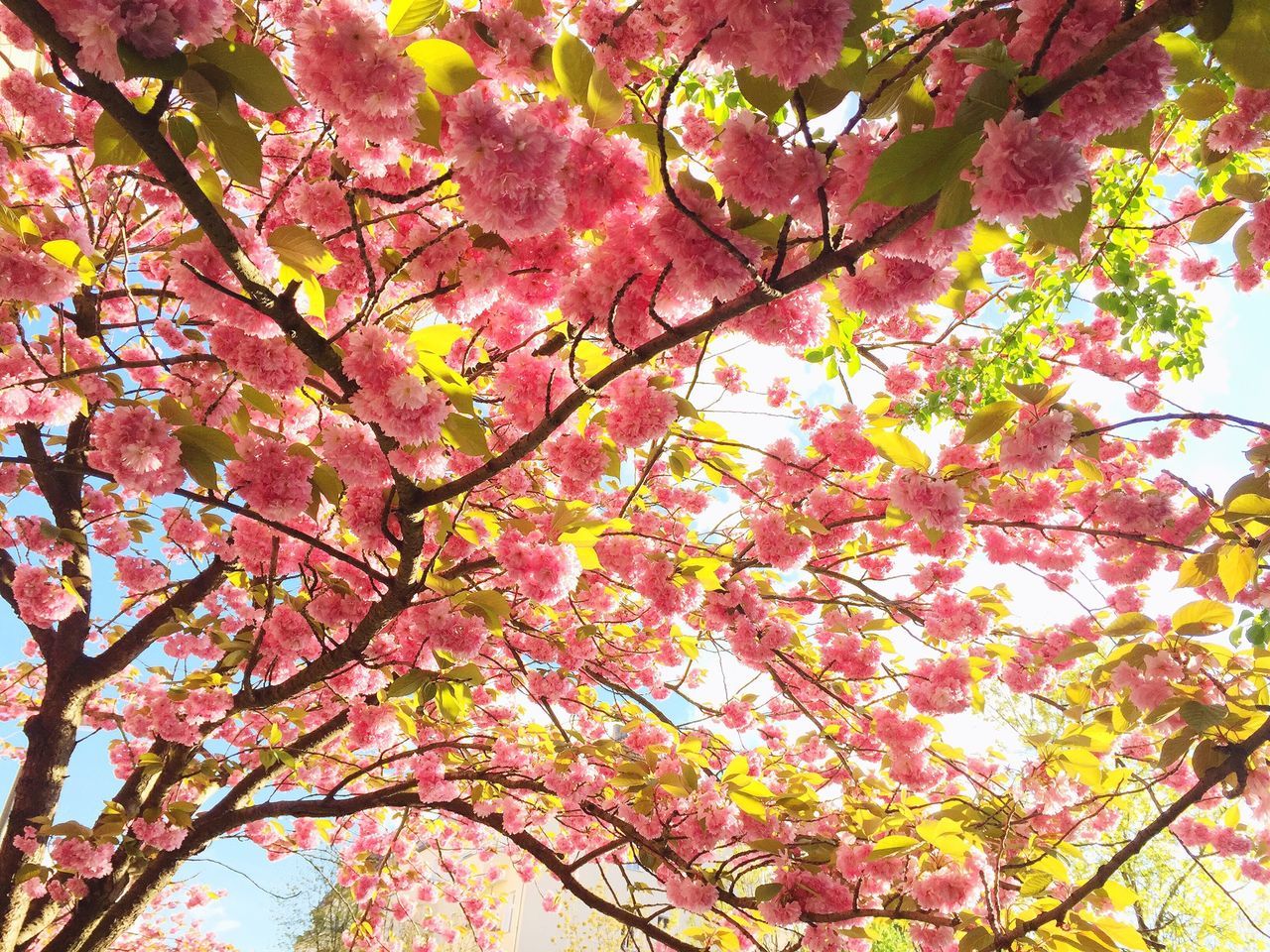 tree, low angle view, branch, growth, beauty in nature, nature, flower, freshness, blossom, tranquility, backgrounds, autumn, sky, pink color, full frame, season, day, outdoors, change, no people