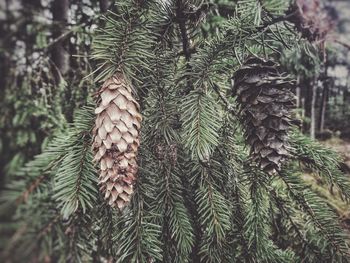 Close-up of pine tree