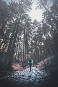 Rear view of woman walking amidst trees in forest