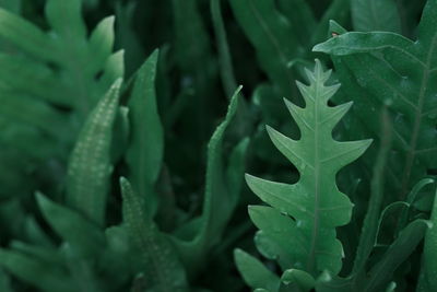 Close-up of succulent plant