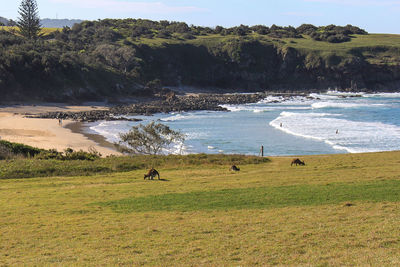 Scenic view of beach