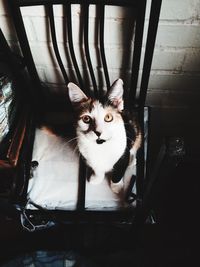 Portrait of cat