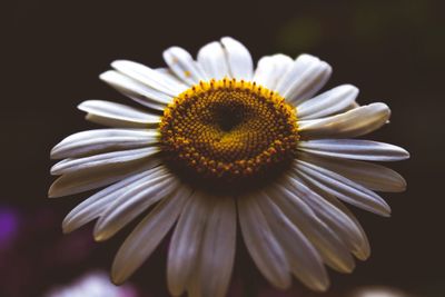 Close-up of daisy flower against black background