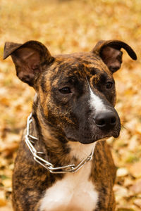 Brindle staffordshire terrier on the background of fall leaves in a park. a dog with sad eyes.