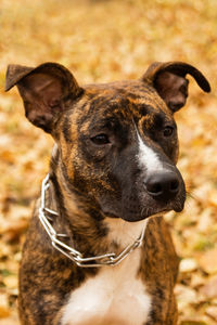 Close-up of dog looking away