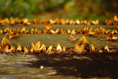 Close-up of autumn leaves in water