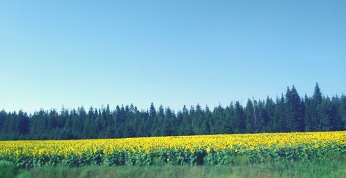 Scenic view of field against clear sky