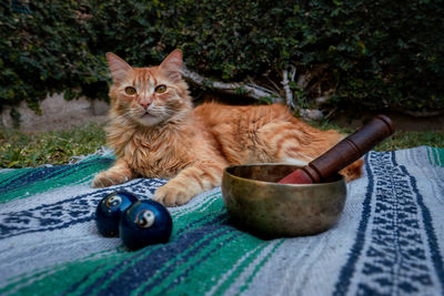 Portrait of a cat and tibetan singing bowl