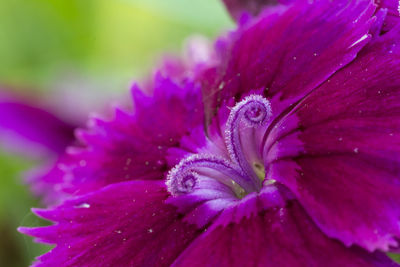 Close-up of wet purple flower