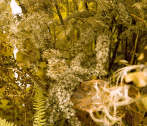 Close-up of flowering plants against trees