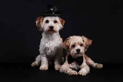 Portrait of puppy sitting against black background