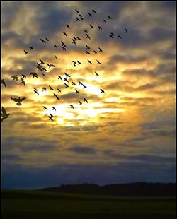 Flock of birds flying against sky during sunset