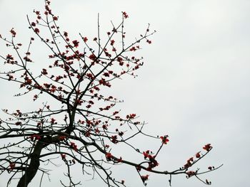 Low angle view of flowers on branch