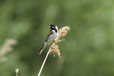 Close-up of bird perching on plant