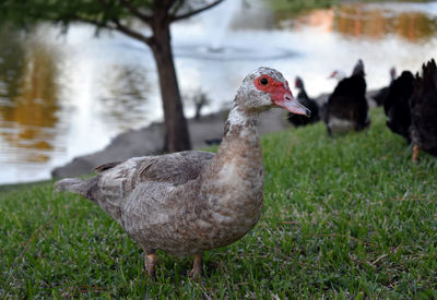 Close-up of birds perching on lakeshore