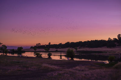 Flock of birds on land against sky during sunset