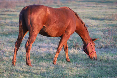 Side view of horse grazing on field