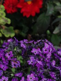 Close-up of purple flowers blooming outdoors