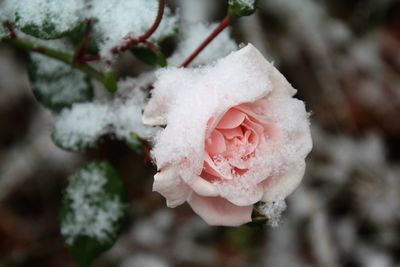 Close-up of frosted pink rose blooming outdoors