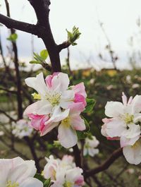 Close-up of pink flowers growing on tree