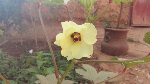 Close-up of yellow flower blooming outdoors