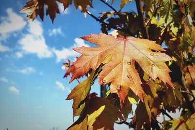 Low angle view of maple leaves against sky