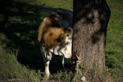 Cow in a field