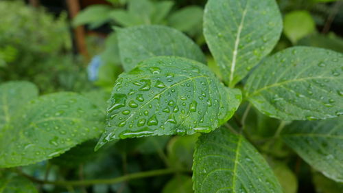 Close-up of raindrops on leaves