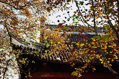 Cherry blossom tree by building during autumn