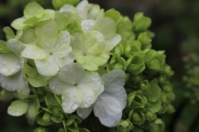 Close-up of water drops on flowers