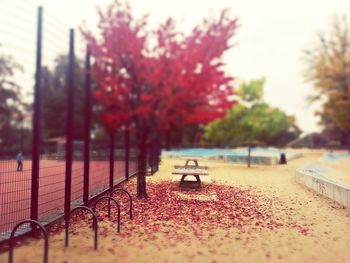 Empty bench with trees in background