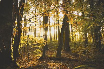 Trees in forest during autumn