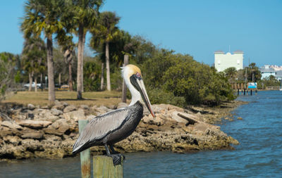 High angle view of gray heron perching by sea against clear sky