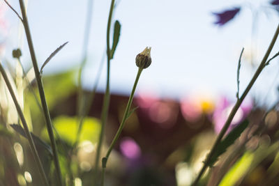 Close-up of plants against blurred background