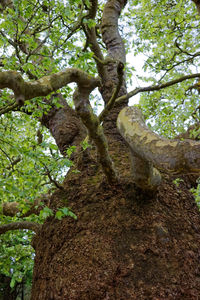 Low angle view of tree in forest