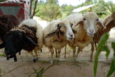 Herd of sheep on field