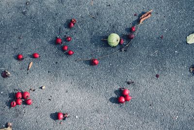 High angle view of berries on road