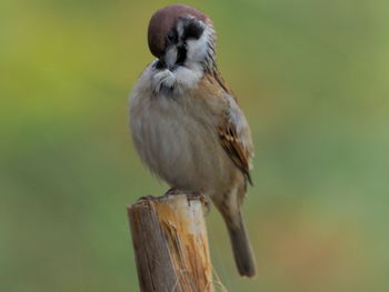 Close-up of bird perching on wooden post