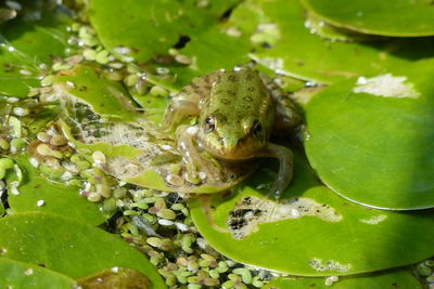 Close-up of frog on leaves