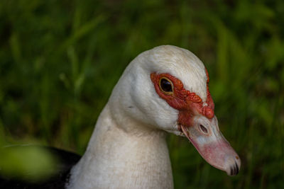 Close-up of a bird