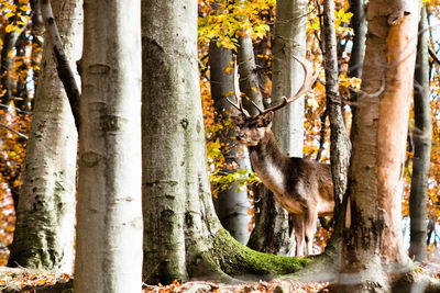 Cat on tree trunk in forest