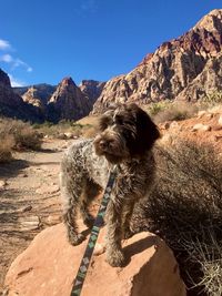 Dog on a mountain