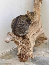 Cat sitting outdoors